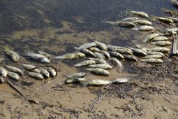 Выбросы на сахзаводе под Курском привели к гибели рыбы