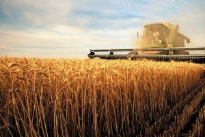 Курская область заняла пятое в России место по производству зерна