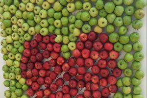 Для фестиваля «Курское яблоко» студенты собрали 8 тонн сочных плодов
