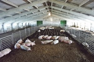 В двух районах Курской области выявили вирус африканской чумы свиней