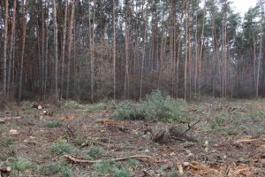 Лес под Курском рубят в санитарных целях