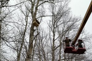 В Курской области для птиц установили искусственные гнезда