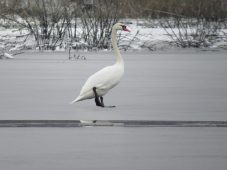 Курские орнитологи развеяли миф о «замерзающих» лебедях