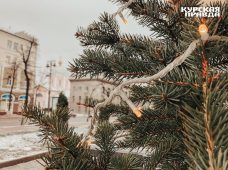 В лесах Курской области усилят охрану за хвойными деревьями