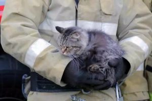 В Курске застрявшую на дереве кошку спасли пожарные