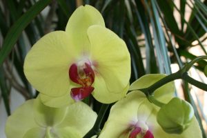 Как обеспечить орхидее цветущий вид