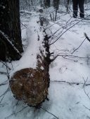 В Курской области незаконно срубили 3 ольхи