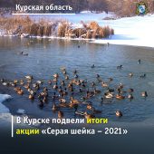 В Курске пересчитали всех диких водоплавающих