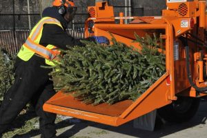 Новогодние елки можно сдать  на переработку