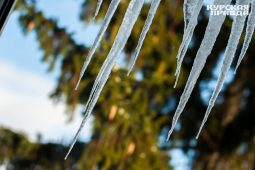 В Курской области 28 января ожидается метель и 2° тепла