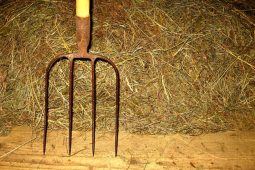 Житель Курской области вилами сломал руку своей жене