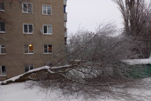 В Курске под тяжестью льда падают деревья