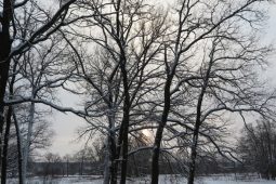 В Рыльском районе Курской области незаконно рубили лес