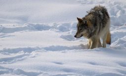 В Курской области в ходе отстрела убили двух волков