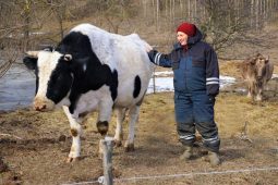 Гранты помогают курянке разводить коров на ферме