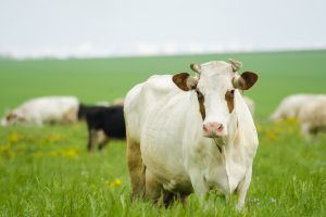 Соседские коровы съели урожай картофеля у курянки на 138 тысяч рублей