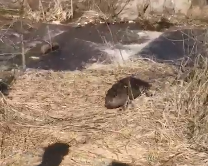 В Фатежском районе Курской области спасли двух бобров