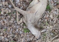 В Курске водитель насмерть сбил косулю