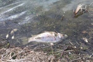 На реке Снагость погибла рыба