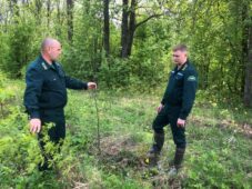 В Курской области перевыполнили план по весеннему лесовосстановлению
