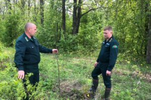 В Курской области высадили деревья на 307 гектарах леса
