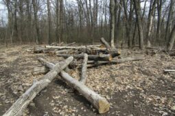 Курского арендатора леса оштрафовали на 255 тысяч рублей