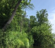 В Курской области спасатели срезали тарзанки у реки Сейм