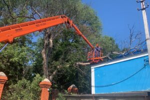 В Курске убрали еще 20 аварийных деревьев