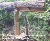 В Курской области ущерб от срубленных дубов составил полмиллиона рублей