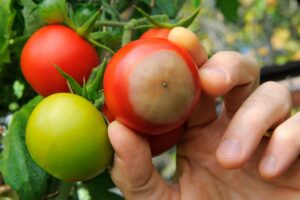 Как бороться с вершинной гнилью томатов
