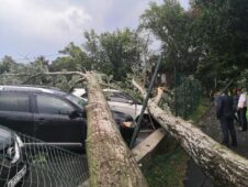 Курянин получил 120 тысяч рублей за упавшее на автомобиль дерево