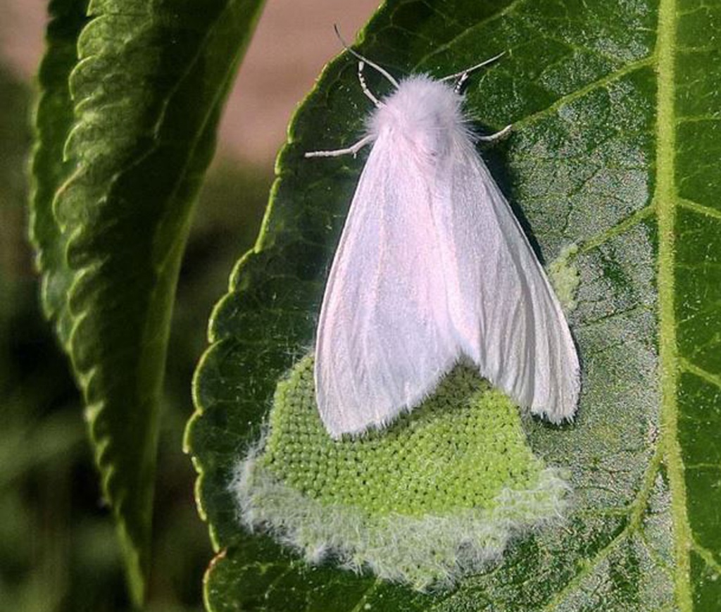 Американская белая бабочка Hyphantria cunea Drury