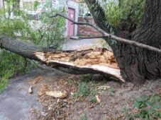 В центре Курска на парковке рухнуло огромное дерево