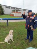 В Курской области лабрадор Герда будет помогать в поиске людей