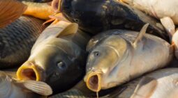 В Курске прикрыли нелегальный рыбный бизнес
