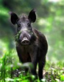 В Курской области дикие кабаны проникают в буферные зоны свинокомплексов