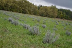 В Курской области будут выращивать лаванду