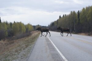 Курян предупредили  о миграции лосей