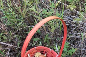 На охоту с корзинкой