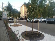 В Курске на улице Радищева высадили шаровидные клены