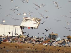 В Курске на полигоне ТБО за 556 тысяч рублей посчитают птиц
