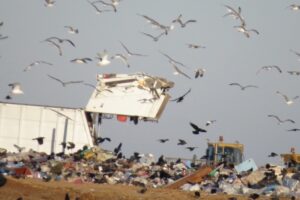 В Курске на полигоне ТБО за 556 тысяч рублей посчитают птиц