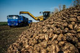 Аграрии Курской области накопали 3 млн тонн свеклы