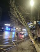 В Курске дерево упало на остановку общественного транспорта