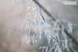 В Курской области ночью похолодает до 11°C мороза