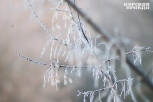 В Курской области ожидается до 10º мороза ночью