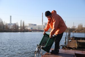 Курчатовское море чистят рыбой