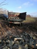 В Курской области пресекли незаконную вырубку клена