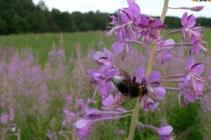 Мининскую дубраву взяли под охрану