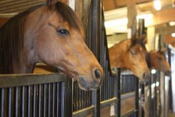 В одном из районов Курской области выявили инфекционную анемию лошадей